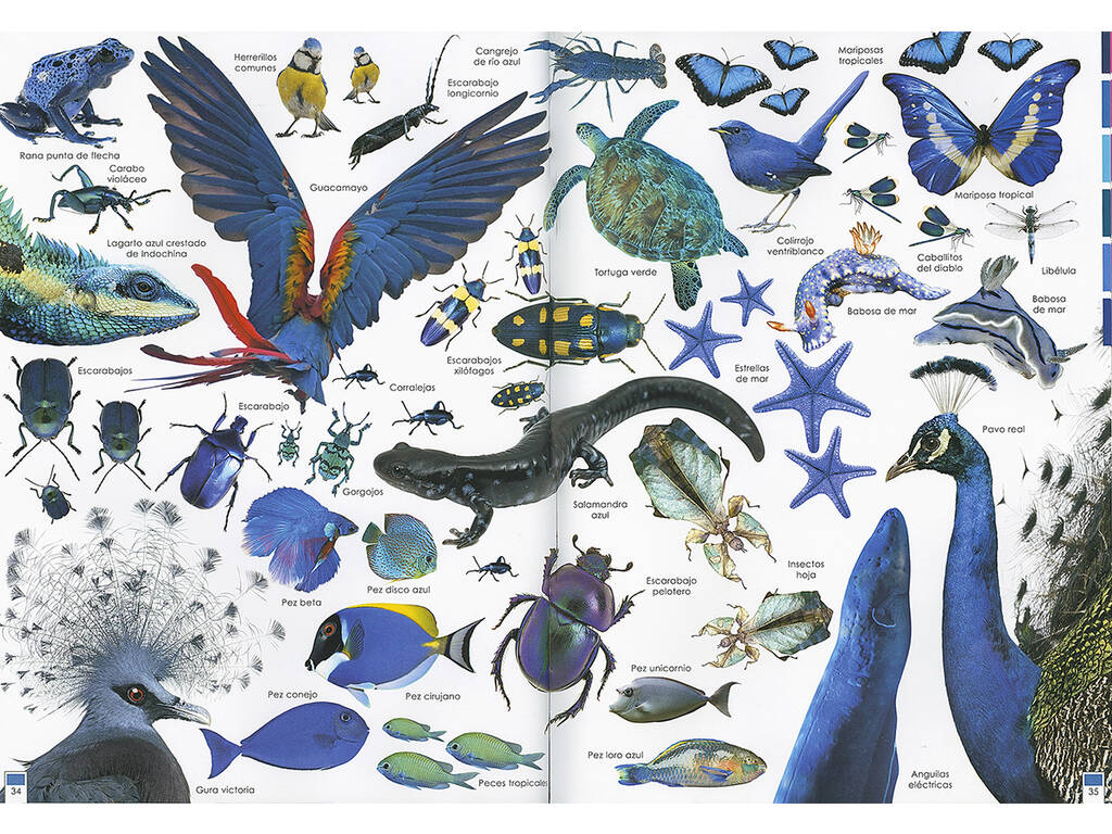 Livro Arcoiris de Animales (Arco - íris de Animais) Susaeta Ediciones S2053999