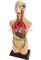 Ensemble Anatomie 11 Pièces Miniland 99020