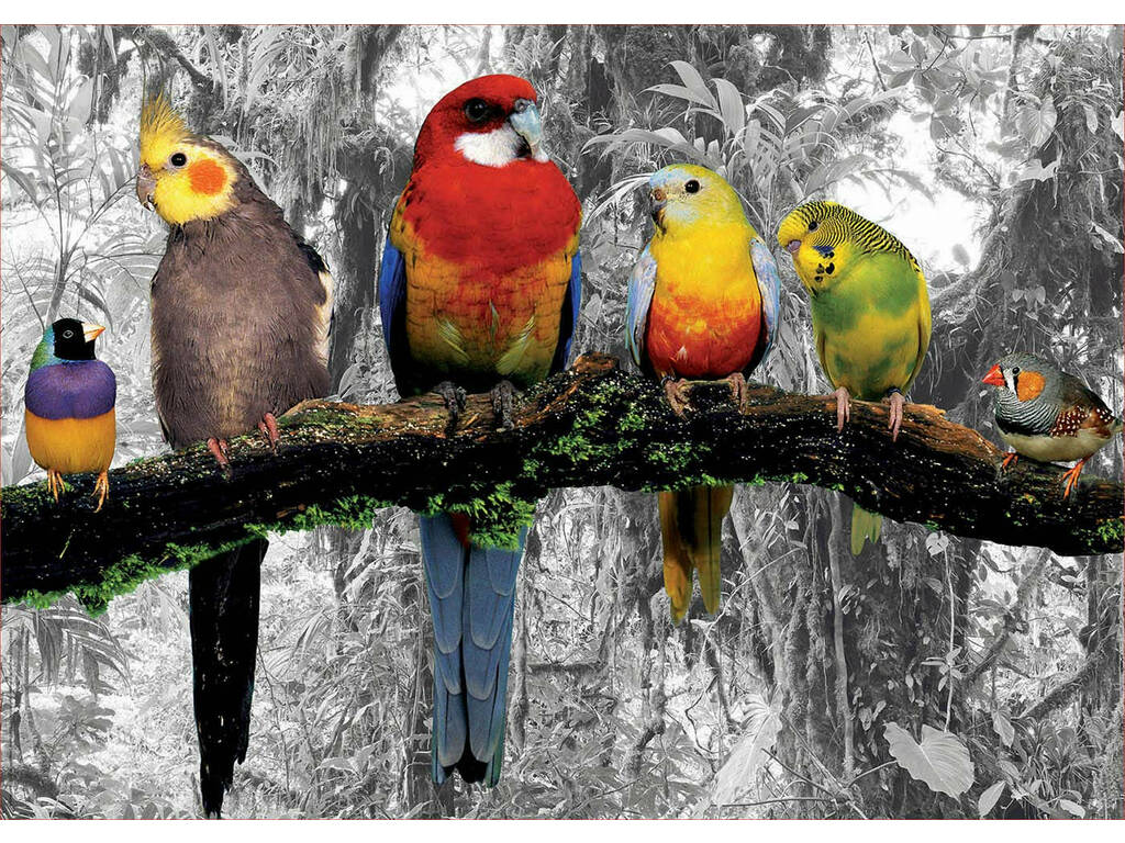 Puzzle 500 Pássaros na Selva Educa 17984