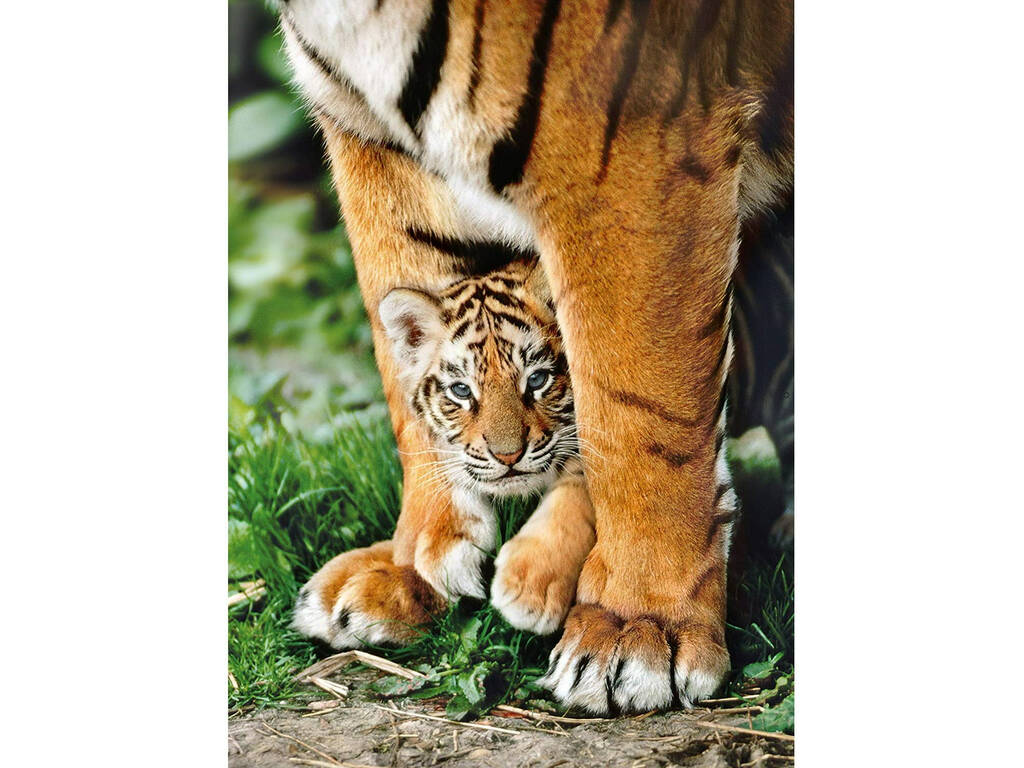 Puzzle 500 Bengal Tiger mit seiner Mutter Clementoni 35046
