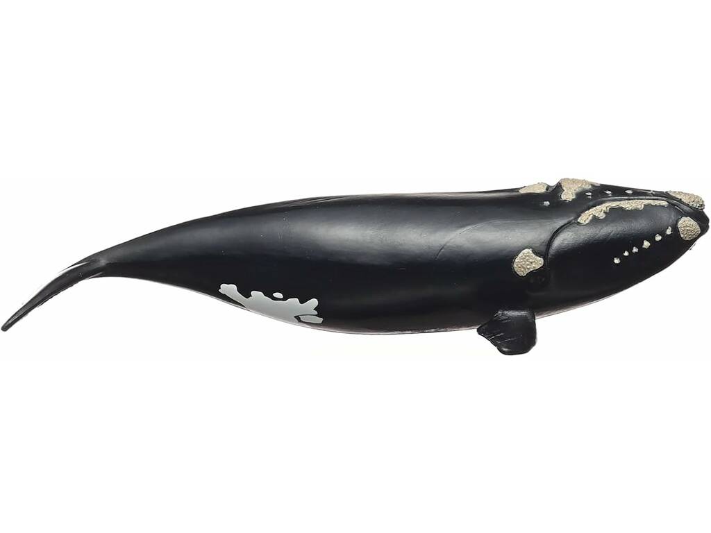 Vie sauvage Ballena Franca Glacial