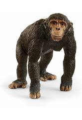Vie sauvage Chimpanz