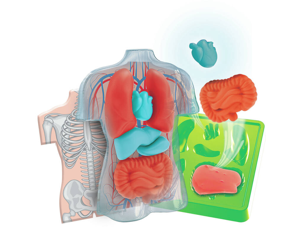 Kit d'anatomie des organes en peluche
