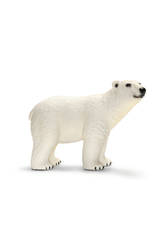 Ours Polaire